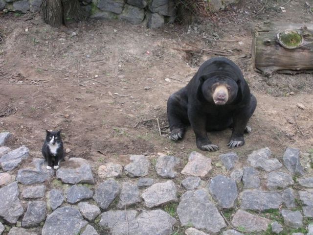 Tags: worried  bear cat sitting together